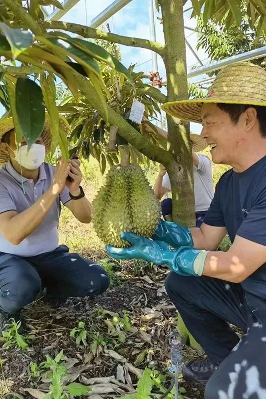 榴莲价格或将大跌？实现“榴莲自由”？