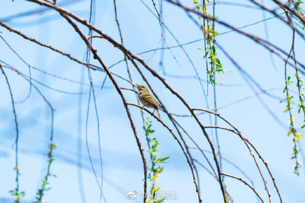 春日新绿！鸟儿与吐绿柳枝共舞美如漫画