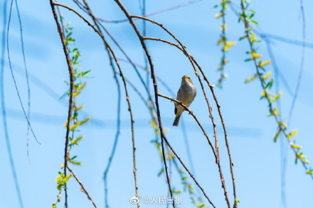 春日新绿！鸟儿与吐绿柳枝共舞美如漫画