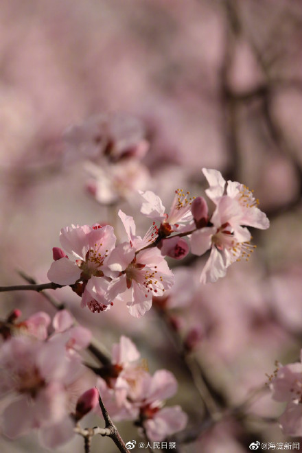 北京玉渊潭花开了