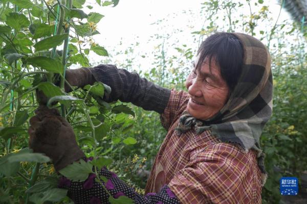 辽宁岫岩：特色产业助力乡村振兴