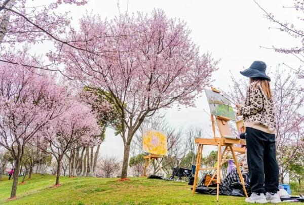 上海今年“樱花季”有难遇奇景！哪里能赏樱？如何出大片？攻略→