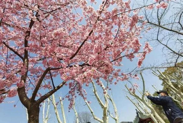上海今年“樱花季”有难遇奇景！哪里能赏樱？如何出大片？攻略→