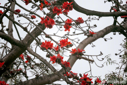 红红火火！广州木棉花进入最佳观赏季