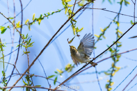 春日新绿！鸟儿与吐绿柳枝共舞美如漫画