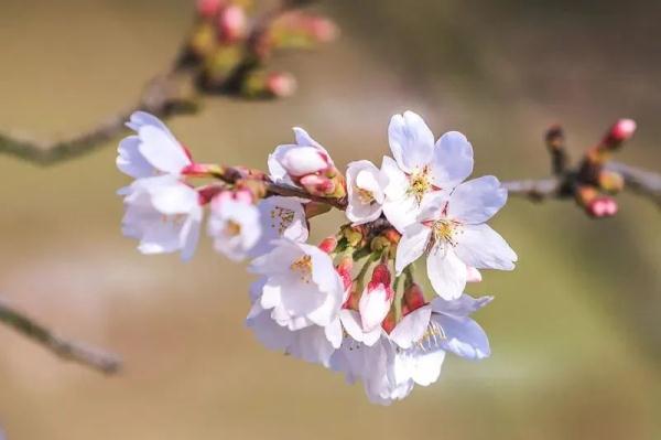 上海今年“樱花季”有难遇奇景！哪里能赏樱？如何出大片？攻略→
