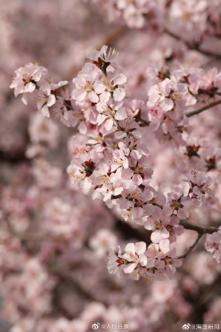 北京玉渊潭花开了