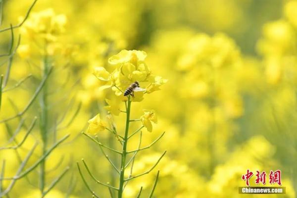 春日，用味蕾“赏”花