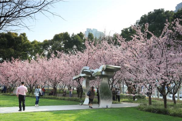 上海今年“樱花季”有难遇奇景！哪里能赏樱？如何出大片？攻略→