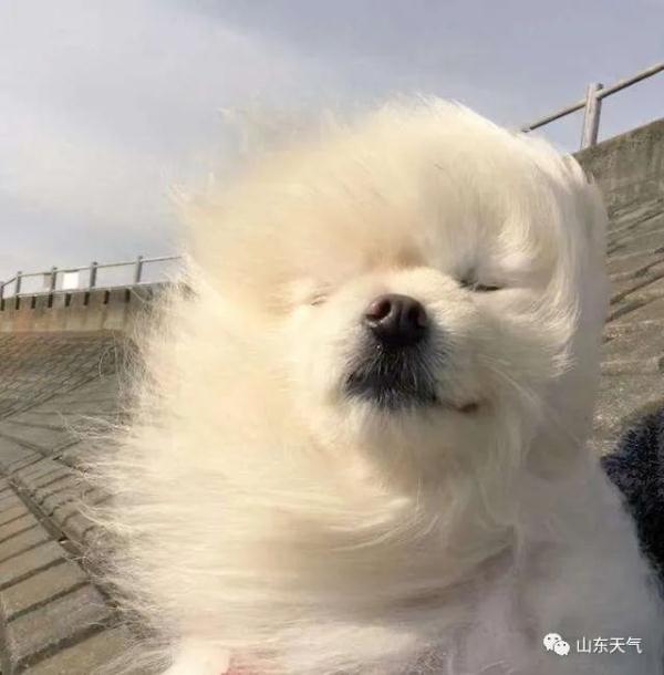 大风＋降温再袭山东！连发预警，最低-2℃，这些地方有小雨