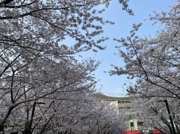 上海今年“樱花季”有难遇奇景！哪里能赏樱？如何出大片？攻略→