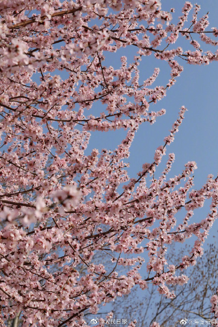 北京玉渊潭花开了