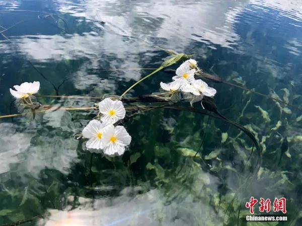 春日，用味蕾“赏”花