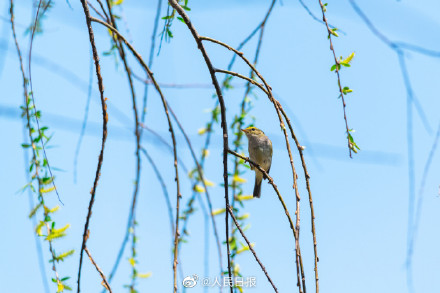 春日新绿！鸟儿与吐绿柳枝共舞美如漫画