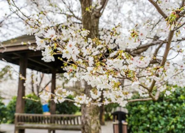 上海今年“樱花季”有难遇奇景！哪里能赏樱？如何出大片？攻略→