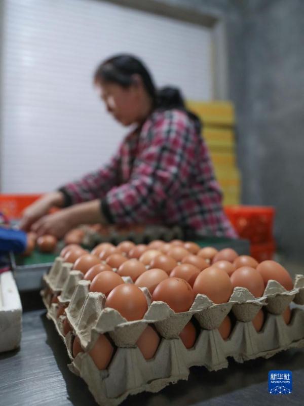 辽宁岫岩：特色产业助力乡村振兴