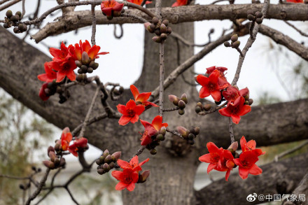 红红火火！广州木棉花进入最佳观赏季