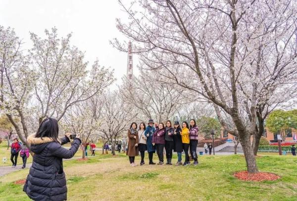 上海今年“樱花季”有难遇奇景！哪里能赏樱？如何出大片？攻略→