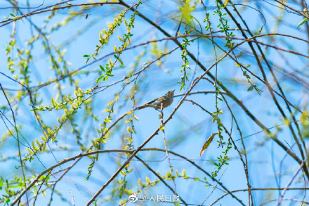 春日新绿！鸟儿与吐绿柳枝共舞美如漫画