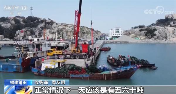 海上“丰收”忙 福建莆田渔民抓紧采收龙须菜