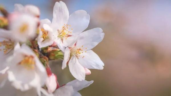 上海今年“樱花季”有难遇奇景！哪里能赏樱？如何出大片？攻略→