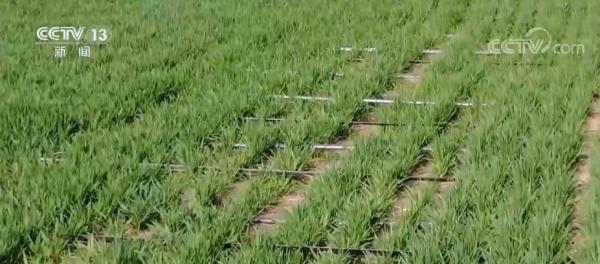 8500万亩小麦进入返青起身期 河南各地运用科技助力春管 8500万亩小麦进入返青起身期 河南各地运用科技助力春管
