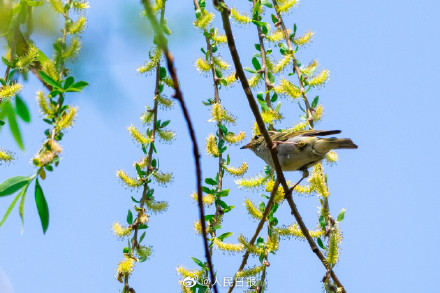 春日新绿！鸟儿与吐绿柳枝共舞美如漫画
