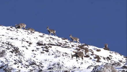 壮美！成群岩羊现身黄龙景区雪山梁