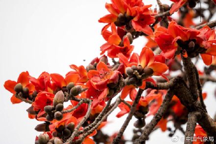 红红火火！广州木棉花进入最佳观赏季