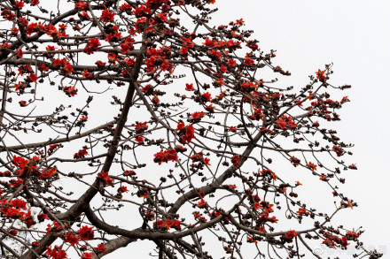 红红火火！广州木棉花进入最佳观赏季