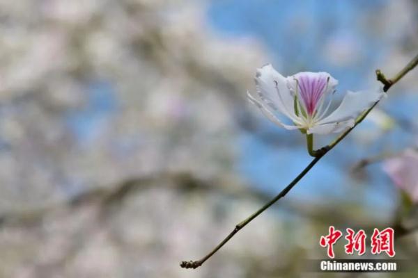 春日，用味蕾“赏”花