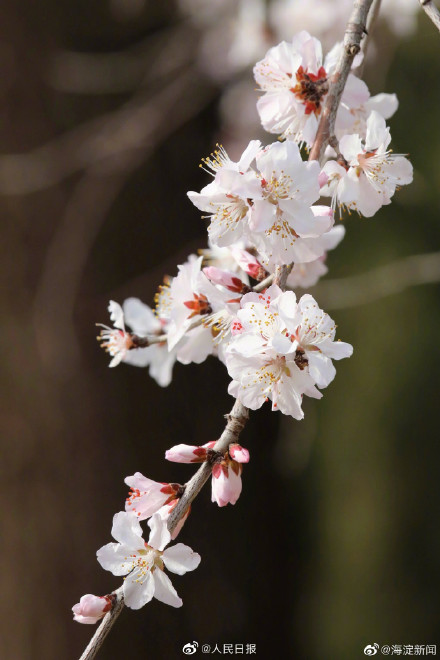 北京玉渊潭花开了