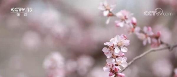 美丽中国百花开 柳绿花红醉春色 美丽中国百花开 柳绿花红醉春色