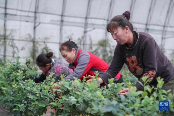 辽宁岫岩：特色产业助力乡村振兴