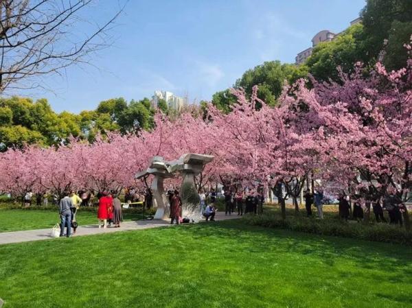 上海今年“樱花季”有难遇奇景！哪里能赏樱？如何出大片？攻略→