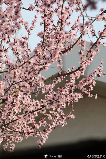 北京玉渊潭花开了
