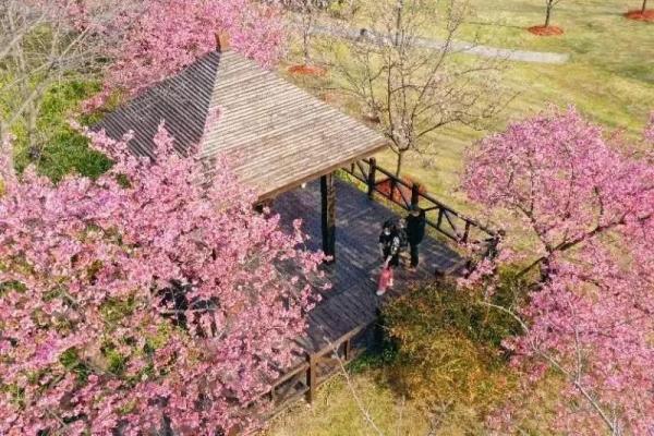 上海今年“樱花季”有难遇奇景！哪里能赏樱？如何出大片？攻略→