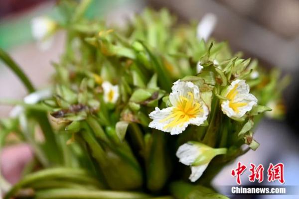 春日，用味蕾“赏”花