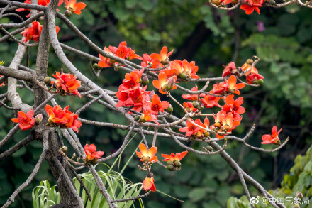 红红火火！广州木棉花进入最佳观赏季