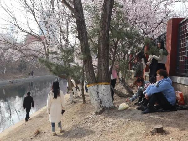 爬上墙头、踩着石台、摇晃花瓣……京城这条河岸边为何水泄不通？