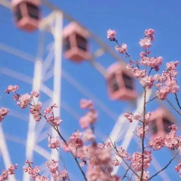 上海今年“樱花季”有难遇奇景！哪里能赏樱？如何出大片？攻略→