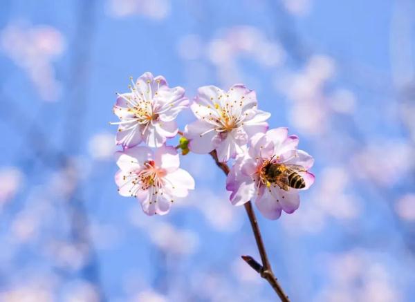 上海今年“樱花季”有难遇奇景！哪里能赏樱？如何出大片？攻略→