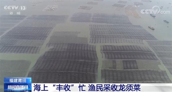海上“丰收”忙 福建莆田渔民抓紧采收龙须菜