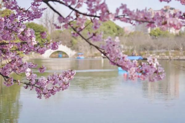 上海今年“樱花季”有难遇奇景！哪里能赏樱？如何出大片？攻略→