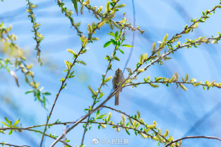 春日新绿！鸟儿与吐绿柳枝共舞美如漫画