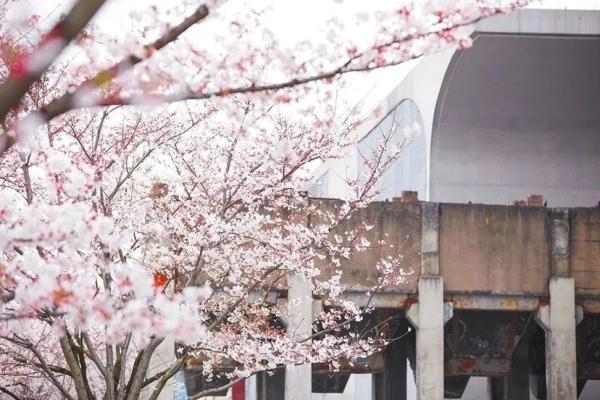 上海今年“樱花季”有难遇奇景！哪里能赏樱？如何出大片？攻略→