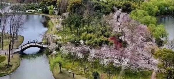 上海今年“樱花季”有难遇奇景！哪里能赏樱？如何出大片？攻略→
