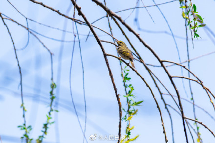 春日新绿！鸟儿与吐绿柳枝共舞美如漫画