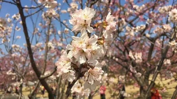 上海今年“樱花季”有难遇奇景！哪里能赏樱？如何出大片？攻略→