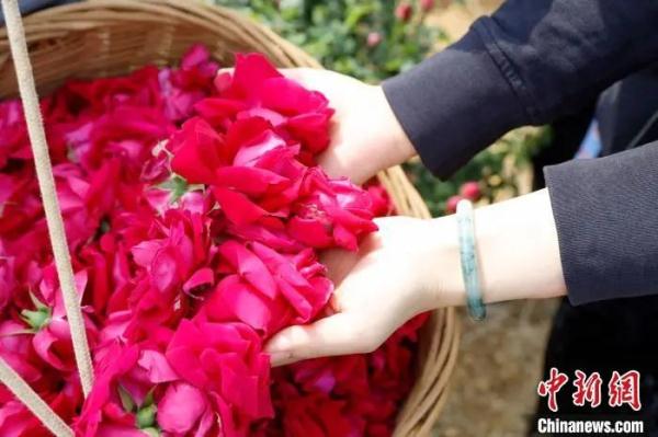春日，用味蕾“赏”花